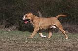 AMSTAFF ADULT 363